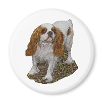 Cavalier Spaniel Magnet
