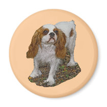 Cavalier Spaniel Magnet