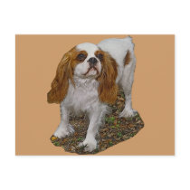 Cavalier Spaniel Post Card postcards