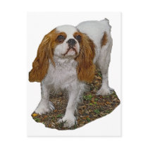 Cavalier Spaniel Post Card postcards