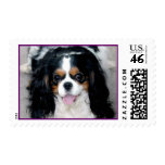 Cavalier Spaniel Smiles postage