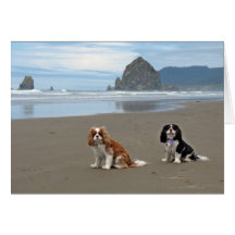Cavaliers @ Cannon Beach, Oregon Cards