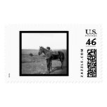 Cavalry Orderly at Antietan 1862 Postage Stamp