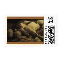 cave filia canem postage