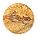 Cave Salamander magnets