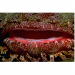 Cavernous maw of a scorpion fish acrylic cut out