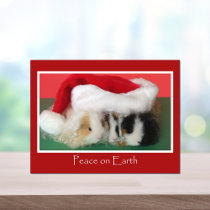 Cavy Christmas Guinea Pig Post Card postcards