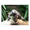 Cayman Blue Iguana Poster posters