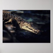 Cayman crocodile poster print