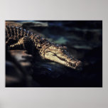 Cayman crocodile poster posters