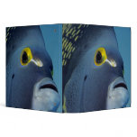 Cayman Islands, French Angelfish Pomacanthus binders