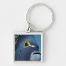 Cayman Islands, French Angelfish Pomacanthus Key Chains