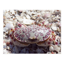 Cayo Costa Crab Postcard