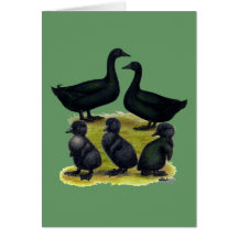 Cayuga Duck Family Cards