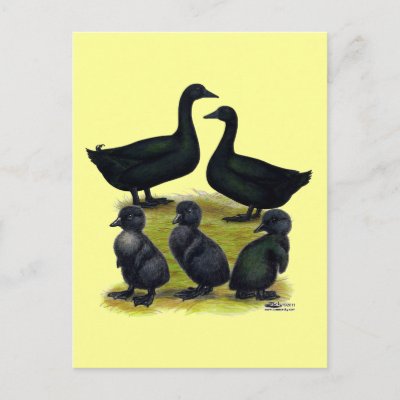 cayuga duck egg. Cayuga Duck Family Post Cards