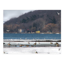 Cayuga Lake in Winter Postcards