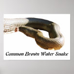 CBWS Small Poster