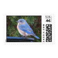 CC- Bluebird Postage stamp