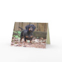 CC- - 'We miss you' dachshund card