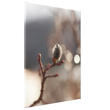CDR Catkin Dream Stretched Canvas Print