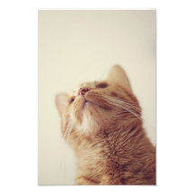 Cecil 1 art photo