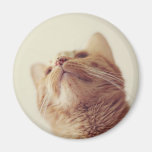 Cecil 1 refrigerator magnet