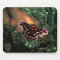 Cecropia Butterfly mousepads