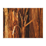 Cedar Bark Canvas Print