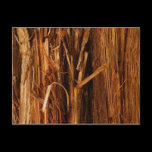 Cedar Nature Postcard