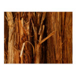 Cedar Nature Postcard