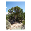 Cedar Tree, Grand Canyon North Rim posters