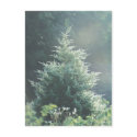 Cedar Tree Postcard by Russ45 Cedar Tree Postcard