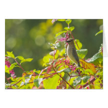 Cedar Waxwing  And Poke Berries On A Tree Greeting Card