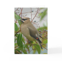 Cedar Waxwing Card