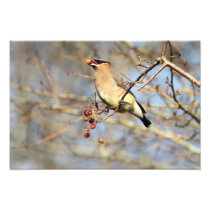 Cedar Waxwing Eating Berries Photographic Print