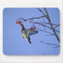 Cedar waxwing feeding on berries mousepads
