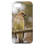 Cedar Waxwing iPhone 5 Case