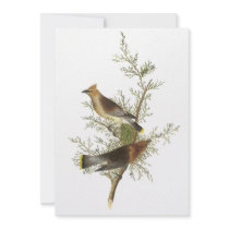 Cedar Waxwing, John Audubon Invite