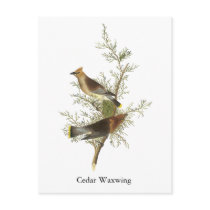 Cedar Waxwing, John Audubon Post Card