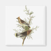 Cedar Waxwing, John Audubon Refrigerator Magnets