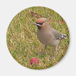 Cedar Waxwing Magnet