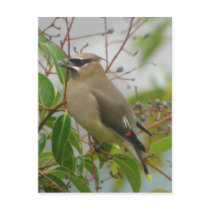 Cedar Waxwing Postcard