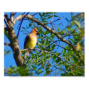Cedar Waxwing Print