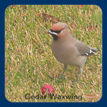 Cedar Waxwing Sticker stickers
