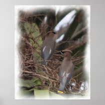 Cedar Waxwings 1 _Painting Posters