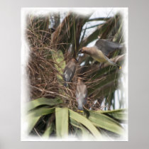 Cedar Waxwings 3_Painting Poster