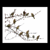 Cedar Waxwings posters