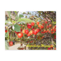 Cedarburg postcards