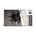 Cee Cee & Dee Dee Rottie Sisterly Love postage by nickyzzz Cee Cee & Dee Dee Rottie Sisterly Love postage