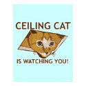 Ceiling Cat Poster posters